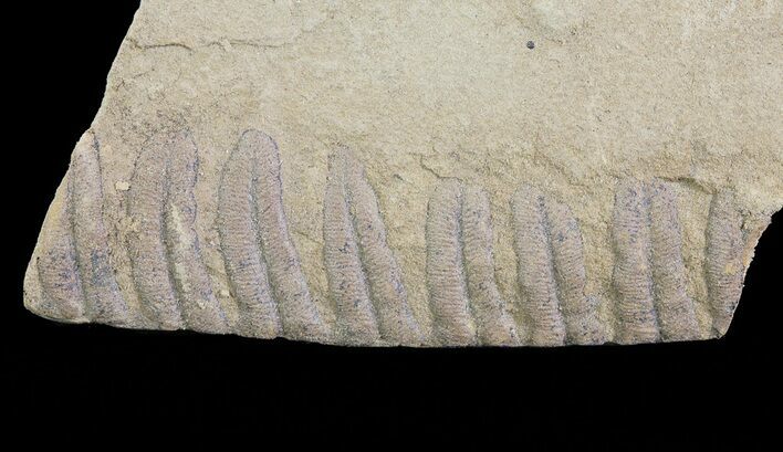 Pennsylvanian Fossil Fern (Alethopteris) - Kansas #65376